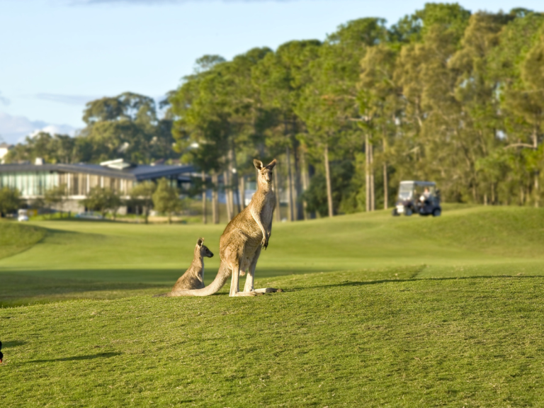 Abc Golf Pines